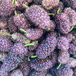 Moruša biela (M. alba) Fialová plody detail