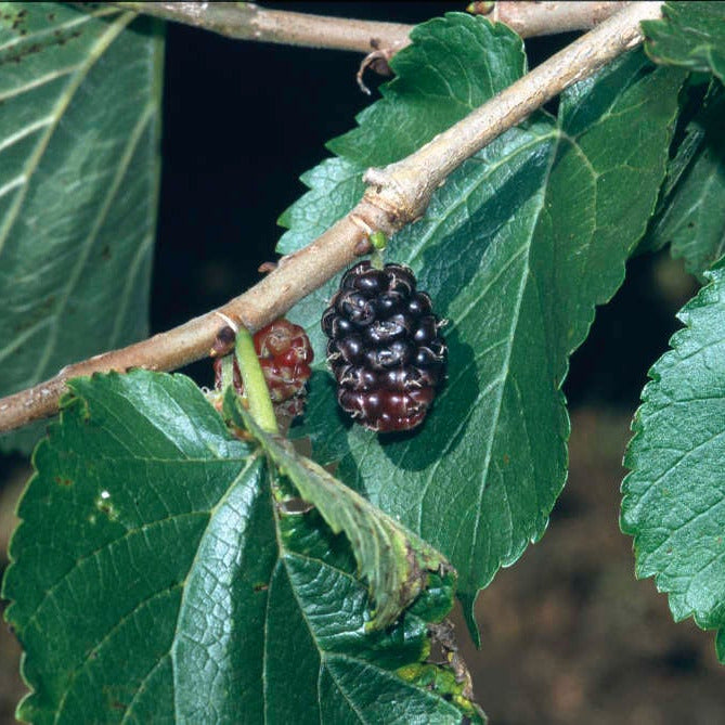 Moruša čierna "Pukanská" (Morus nigra L.) detail plod