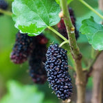 Moruša dvojodrodová - Illinois + Milanowek detail moruša Illinois