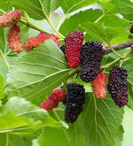 Moruša dvojodrodová - Illinois + Milanowek detail moruša Milanowek