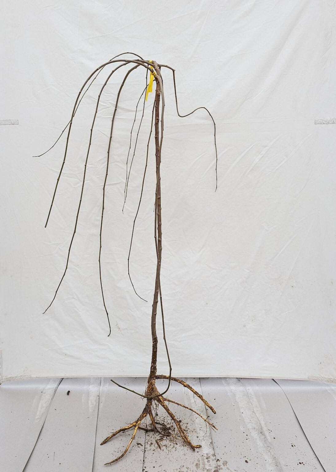 moruša previsnutá voľnokorenný strom