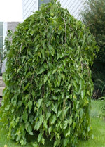 moruša previsnuta morus pendula strom