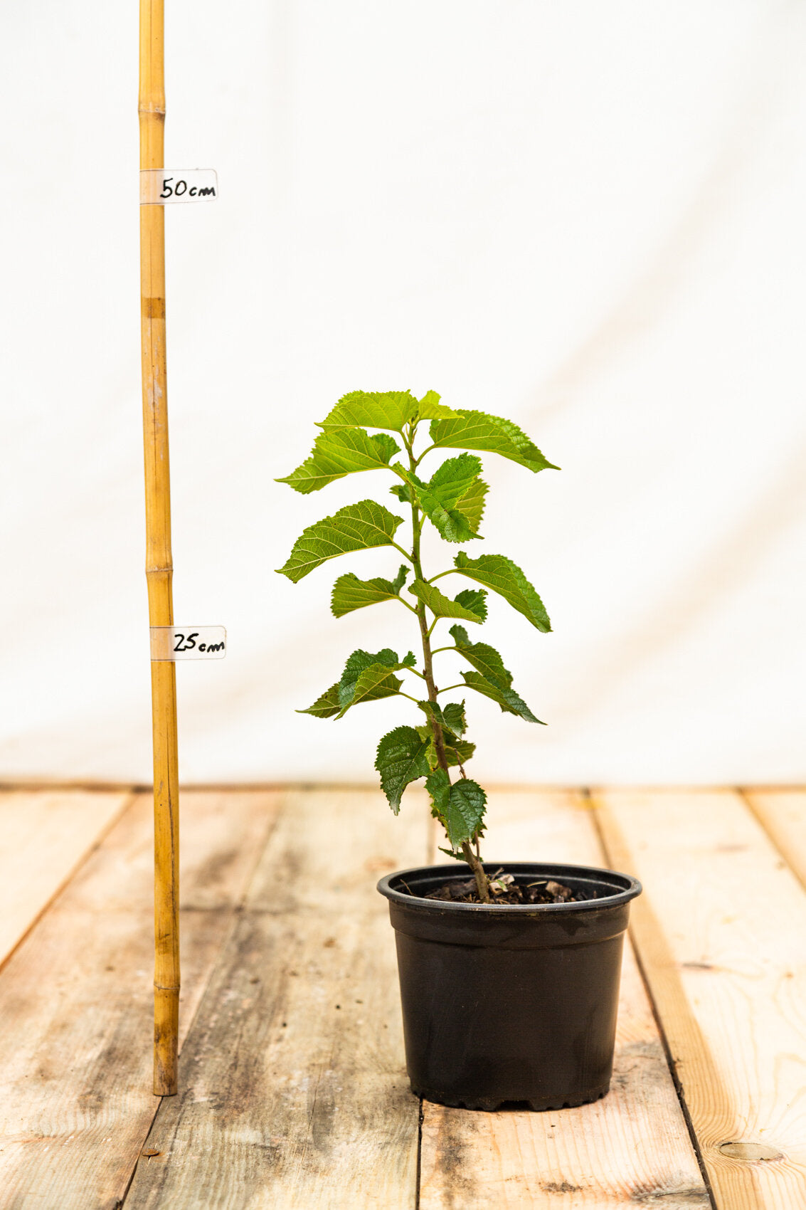 moruša morus Shin-tso kontajner 	
OKMSHIK