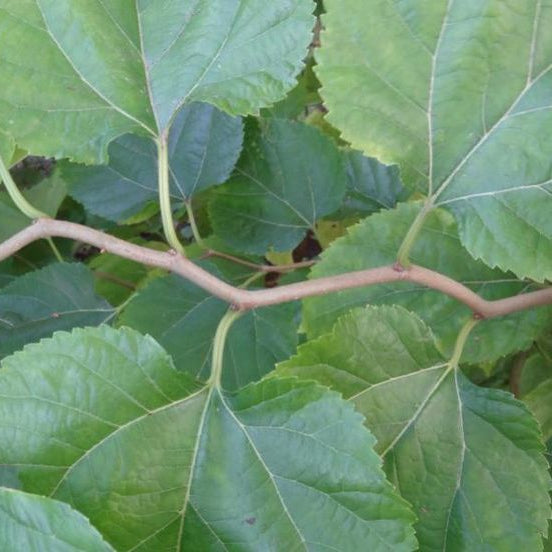 moruša morus spiralis špirálovité výhony listy