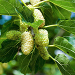 moruša veľkoplodá biela plody