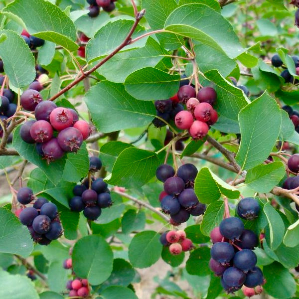 Muchovník Mandam plody detail rastlina