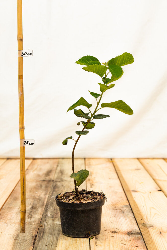 muchovnik martin kontajner rastlina