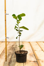 Muchovník Northline kontajner rastlina detail