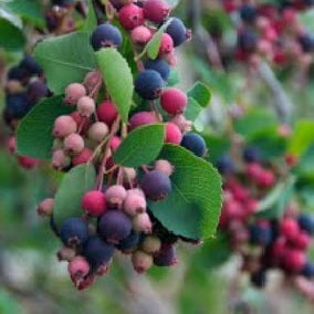 Muchovník Prince William plody detail ker krík