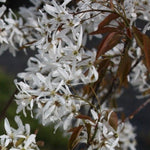 muchovník princess diana detail kvet kvitnutie