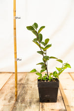 muchovník princess diana kontajner rastlina krík ker ovocný ker