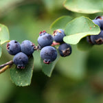 Muchovník Smoky plody detail ovocný ker