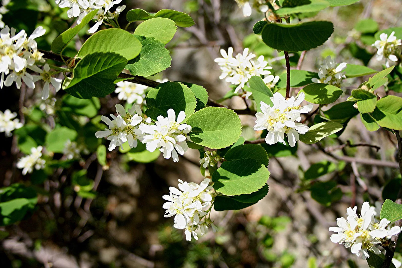 Muchovník Smoky kvety detail