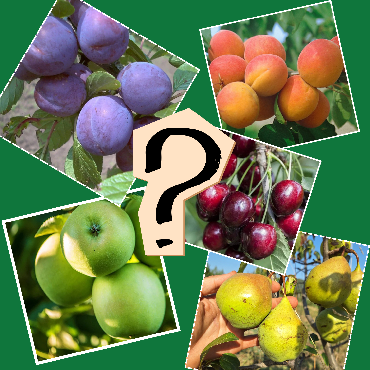 Mystery Box alebo Stromčekové prekvapenie