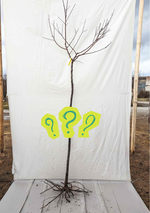 Mystery Box alebo Stromčekové prekvapenie polokmeň