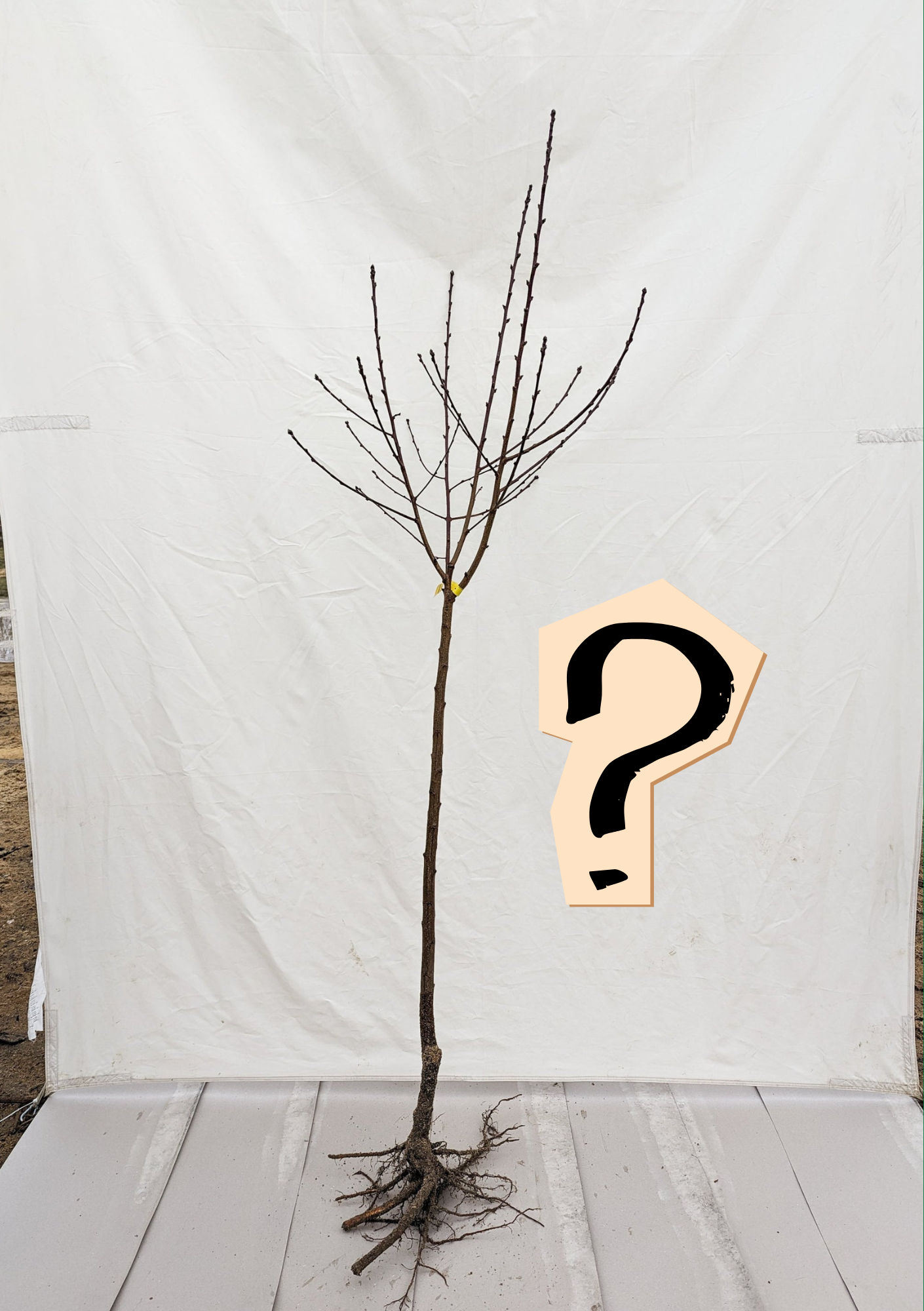 Mystery Box alebo Stromčekové prekvapenie štvrťkmeň