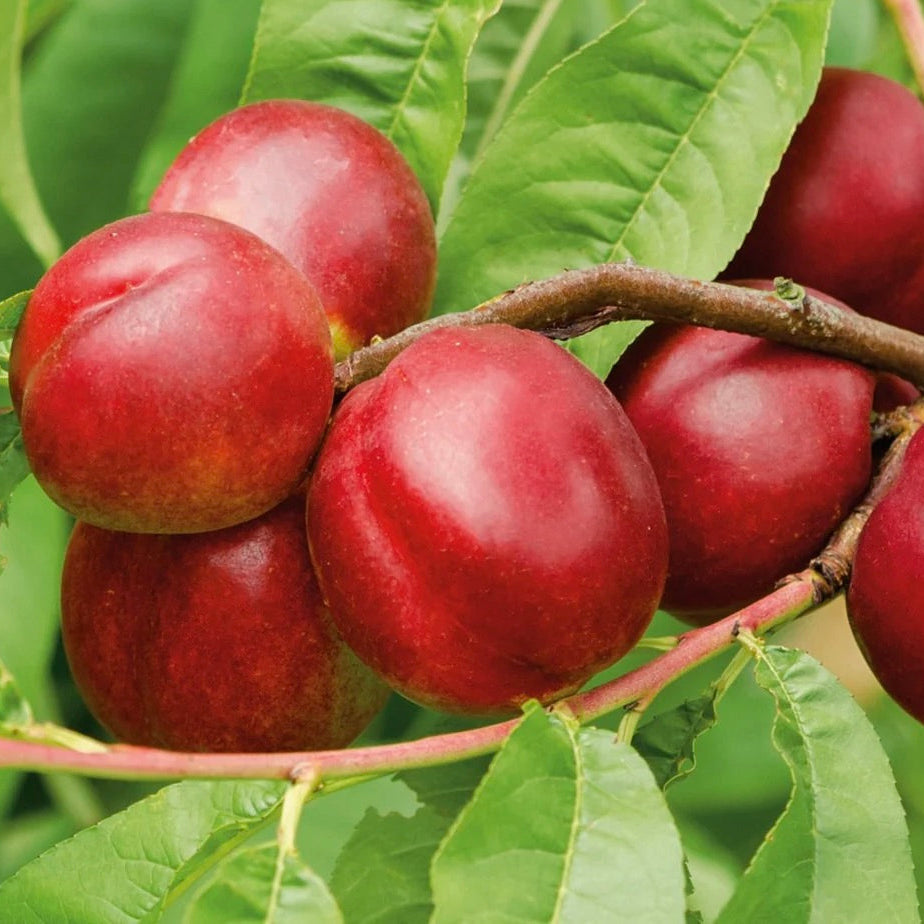 nektárinka Harco prunus persica nucipersica červené plody