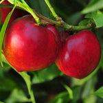 Nektarinka Nectared 4 detail plody