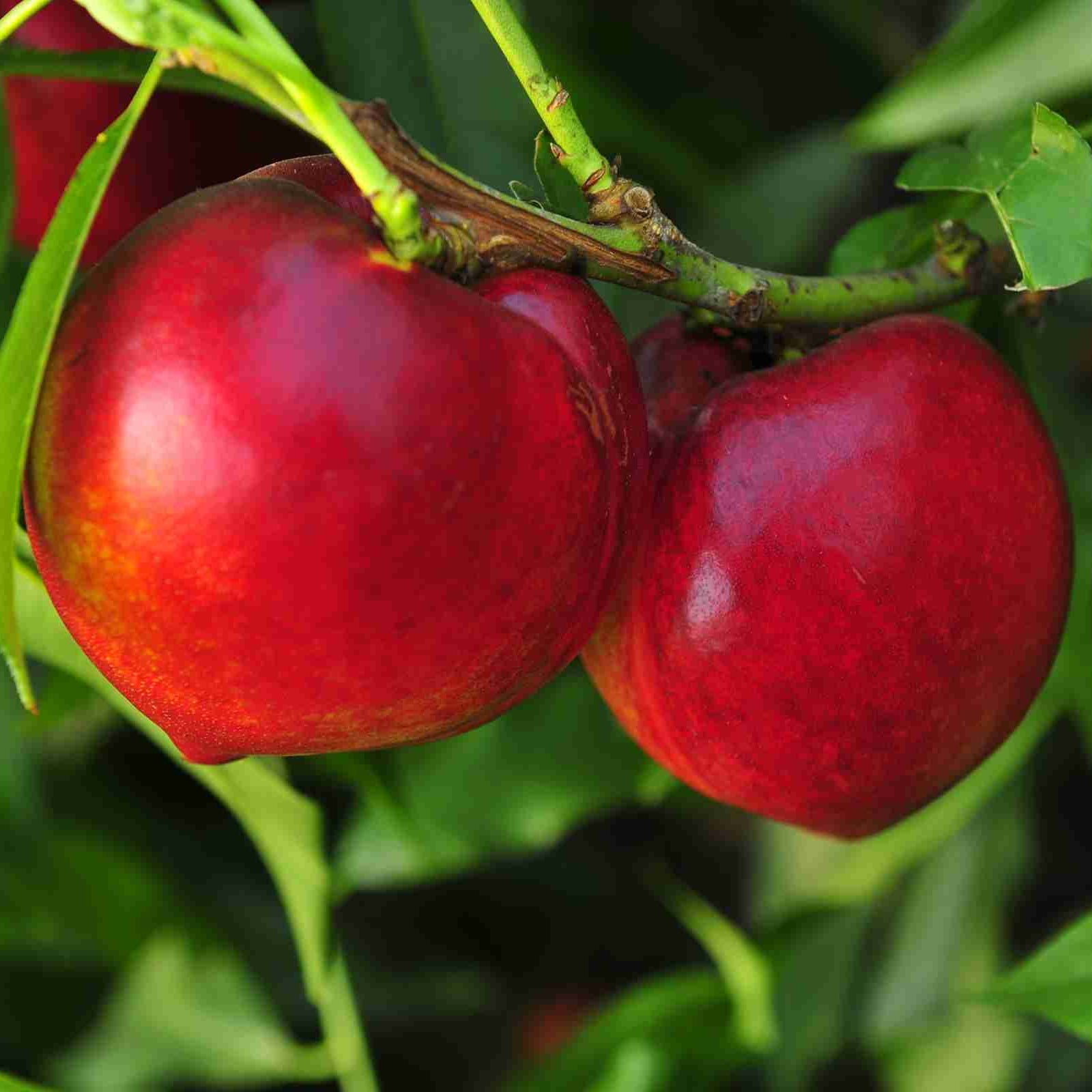 Nektarinka Nectared 4 detail plody