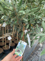 Olivovník európsky detail