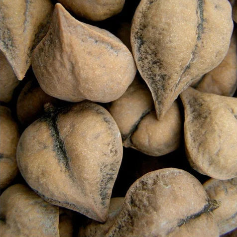 Orech japonský srdcovitý