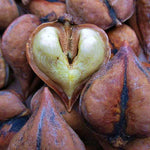 Orech japonský srdcovitý plod detail