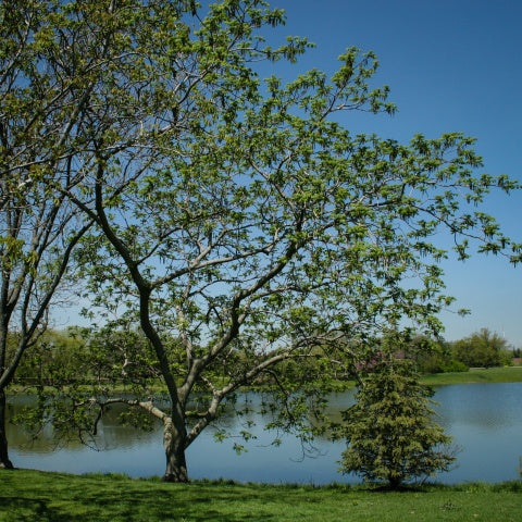 Orech japonský srdcovitý strom