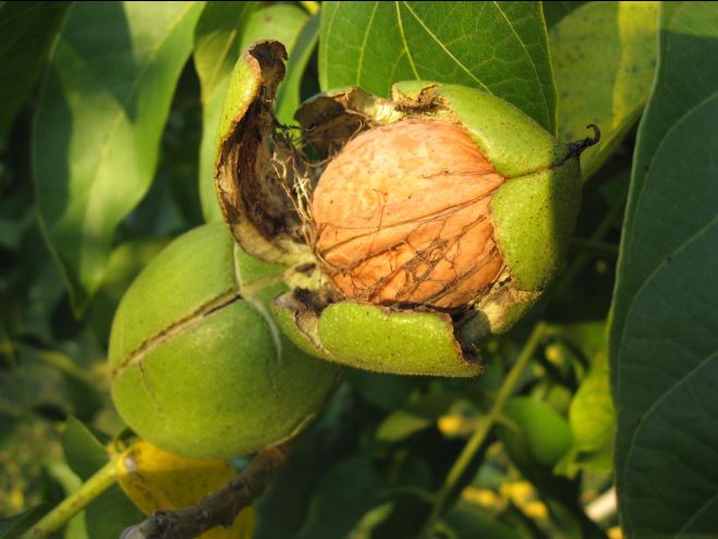 orech kráľovský mars plody orechy 
