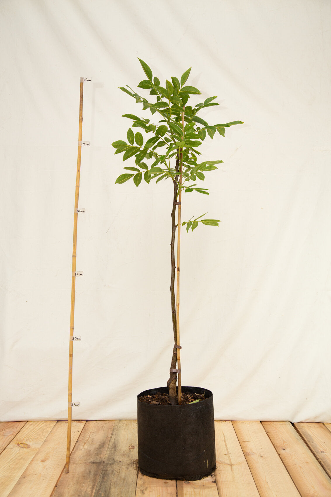 orech kralovsky apollo strom airpot 		
OSOKAPOSKAP12