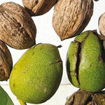 orech kráľovský bohumil plody 