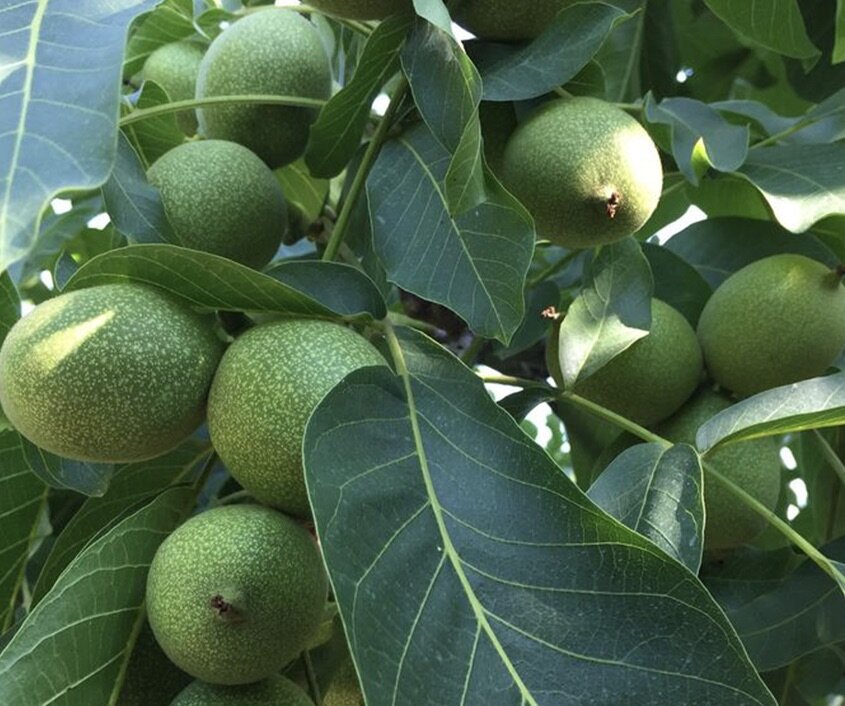 orech kráľovský chandler orechy plody 