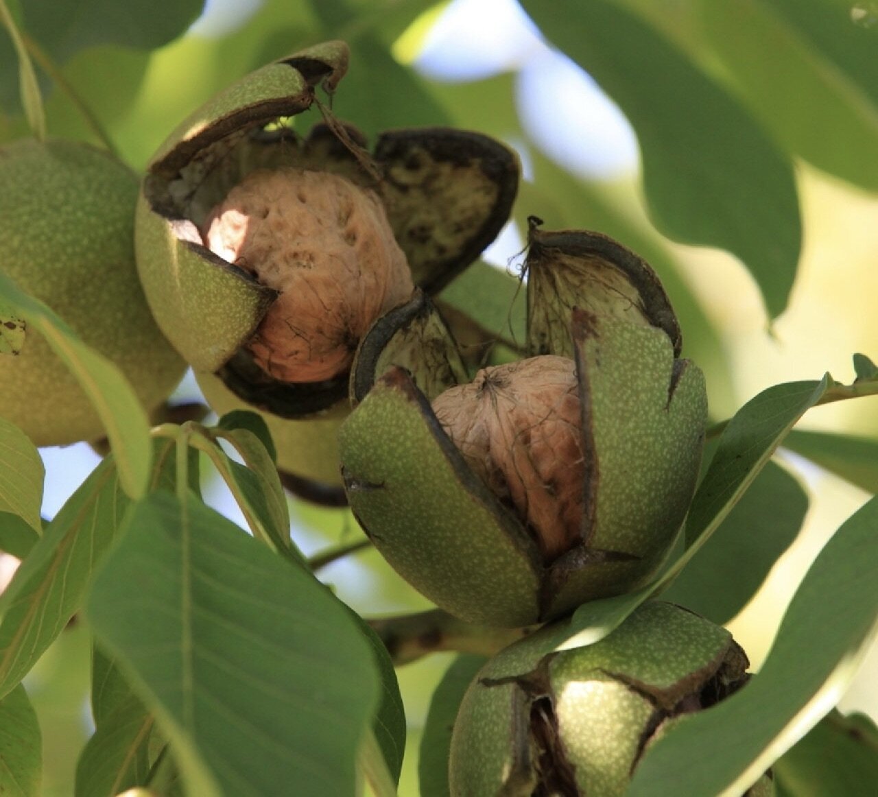 Orech kráľovský Franquette plody 