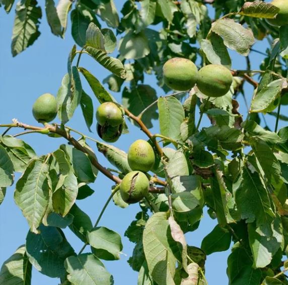 Orech kráľovský Jupiter orechy na strome 