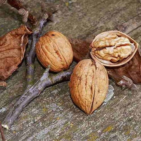 orech kráľovský mars plody orechy 