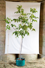 orech kráľovský mars strom airpot OSOKMARPKAP47