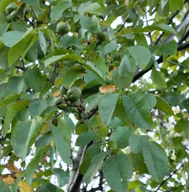 orech kráľovský saturn plody listy 