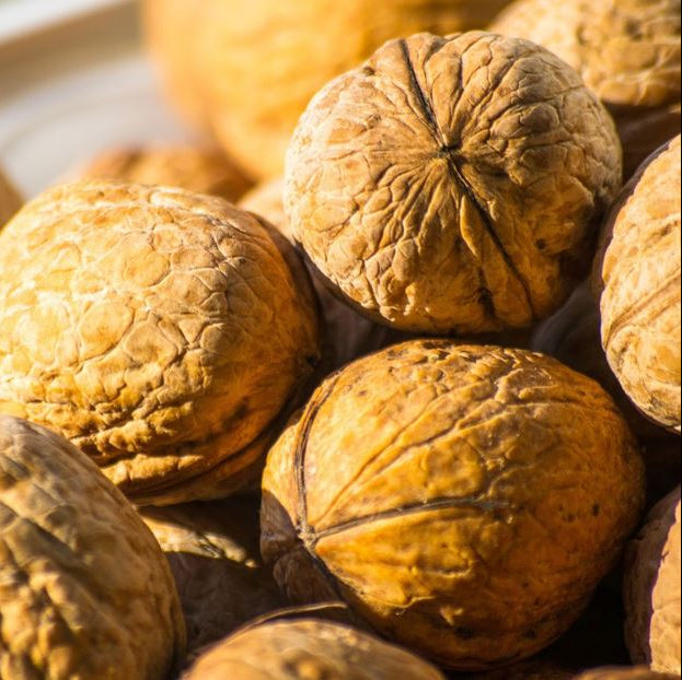 Orech kráľovský Seifersdorfský plody orechy detail
