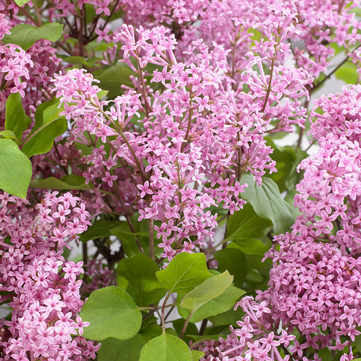 Orgován Meyerov Flowerfesta® Pink detail kvet listnatný ker