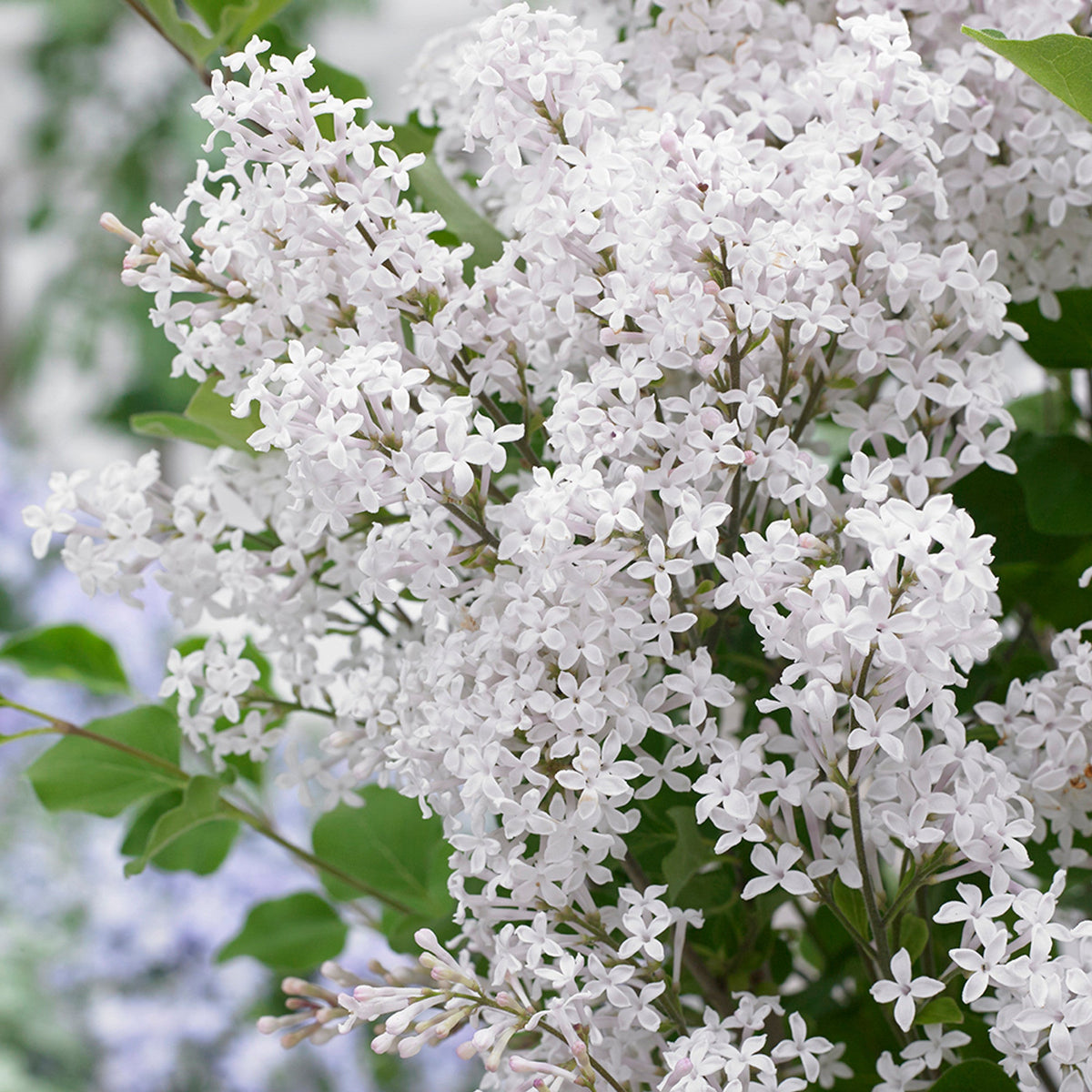 Orgován Meyerov Flowerfesta® White detail kvet listnatý ker