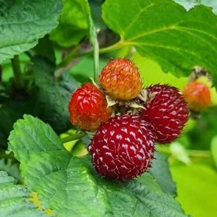 Ostružina Tower Hara plody detail 	
OKCTOWHK