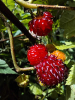 Ostružina Tower Hara plody detail