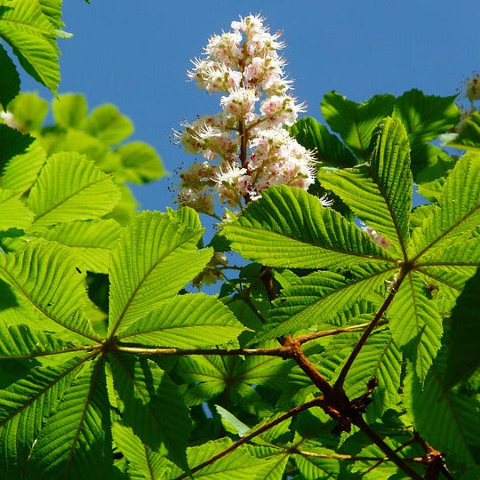 pagaštan konský Aesculus hippocastanum kvet listy