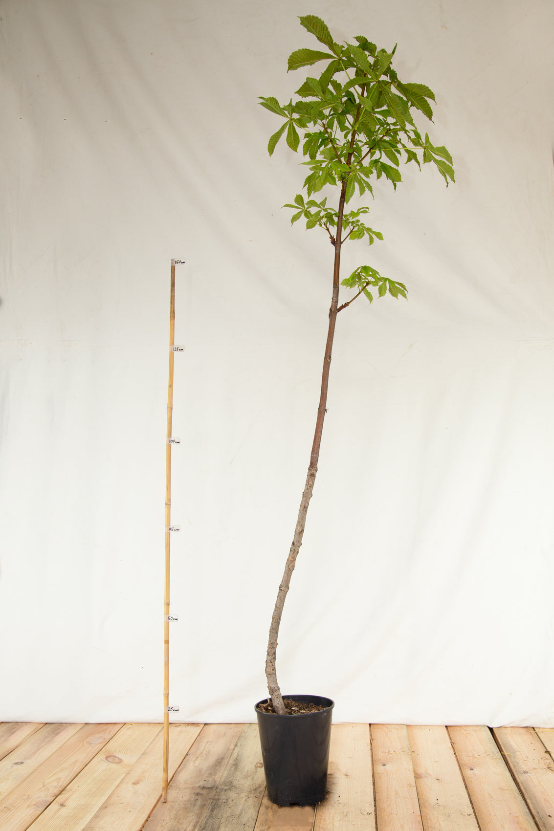 pagaštan konský Aesculus hippocastanum  kontajner