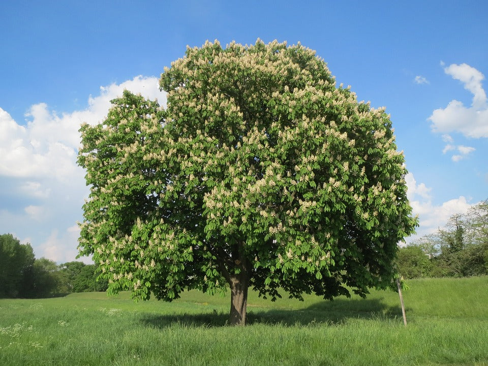 pagaštan konský Aesculus hippocastanum strom