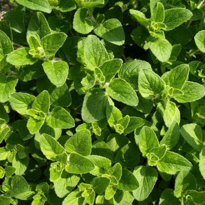 Pamajorán obyčajný oregano bylinka  listy 	
OBPOBYK