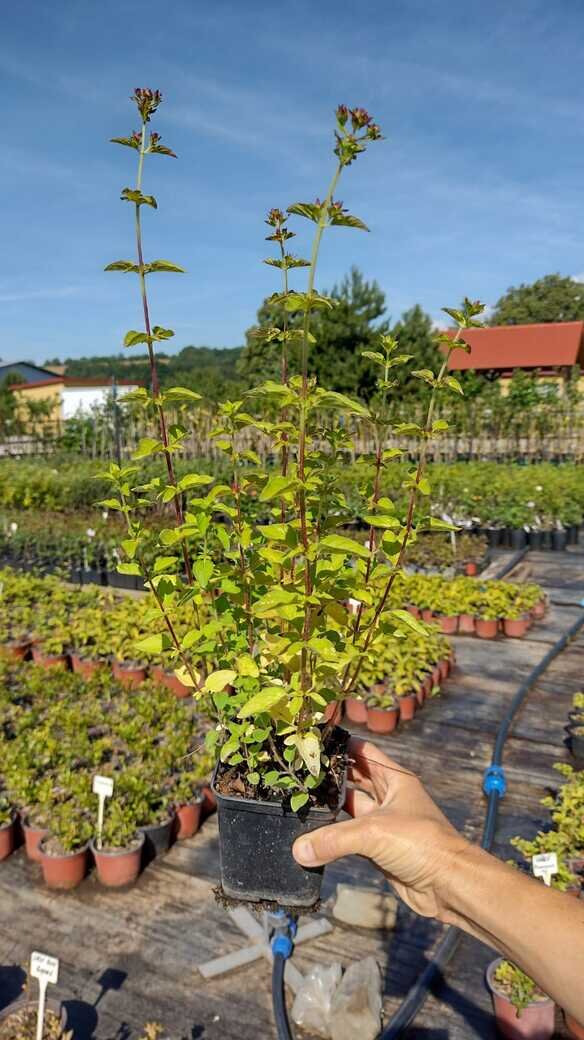 Pamajorán obyčajný  kontajner