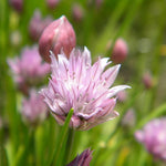 Pažítka pravá ružový kvet  TKBALLSCHOENK