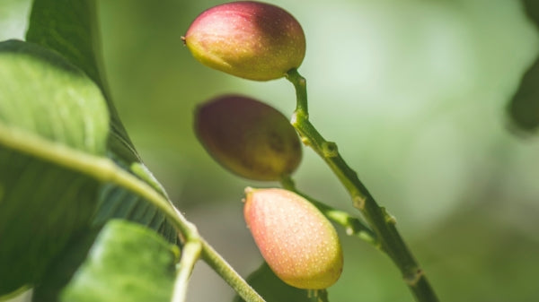 Pistácia pravá Kerman plody detail ovocný strom 