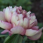 pivonka hillary kvet detail Paeonia x itoh ´Hillary´ 	TPPIVHILLK