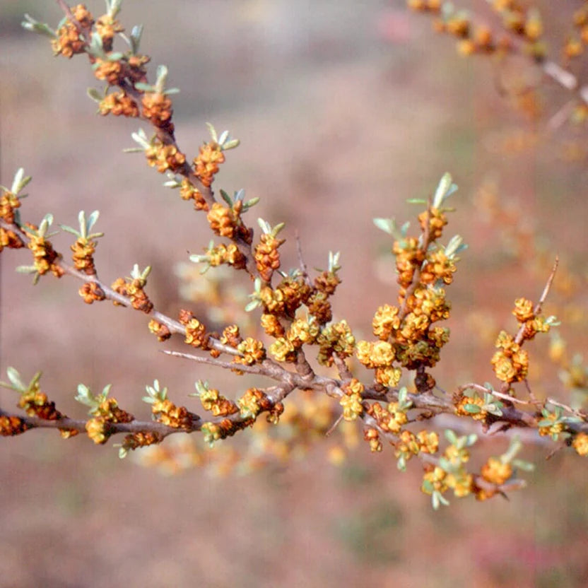 Rakytník Pollmix, opeľovač detail